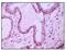 Membrane Metalloendopeptidase antibody, MA5-15440, Invitrogen Antibodies, Immunohistochemistry paraffin image 