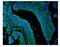 Lipoma-preferred partner antibody, A01240-3, Boster Biological Technology, Immunofluorescence image 