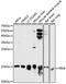 Peptidylprolyl Cis/Trans Isomerase, NIMA-Interacting 4 antibody, 18-313, ProSci, Western Blot image 