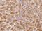 Dual Specificity Phosphatase 8 antibody, 205461-T08, Sino Biological, Immunohistochemistry paraffin image 