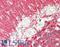 Visinin Like 1 antibody, LS-B14641, Lifespan Biosciences, Immunohistochemistry paraffin image 