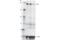 DOT1 Like Histone Lysine Methyltransferase antibody, 77087S, Cell Signaling Technology, Western Blot image 