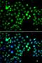 Metal Response Element Binding Transcription Factor 2 antibody, LS-C346218, Lifespan Biosciences, Immunofluorescence image 
