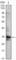 Cyclin Dependent Kinase 1 antibody, abx015728, Abbexa, Western Blot image 