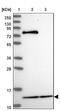 Mitochondrial Ribosomal Protein L54 antibody, NBP2-47368, Novus Biologicals, Western Blot image 