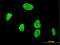 RUNX Family Transcription Factor 1 antibody, LS-B5382, Lifespan Biosciences, Immunofluorescence image 