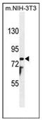 Patched Domain Containing 1 antibody, AP53494PU-N, Origene, Western Blot image 