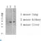 Autophagy Related 4A Cysteine Peptidase antibody, LS-C813328, Lifespan Biosciences, Western Blot image 