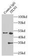 Intelectin 1 antibody, FNab04415, FineTest, Immunoprecipitation image 