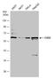 Chromodomain Helicase DNA Binding Protein 2 antibody, GTX112359, GeneTex, Western Blot image 