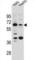 Solute Carrier Family 9 Member B1 antibody, abx026139, Abbexa, Western Blot image 