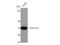 Protein Phosphatase 2 Catalytic Subunit Alpha antibody, STJ95195, St John
