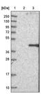 Boule Homolog, RNA Binding Protein antibody, NBP1-88377, Novus Biologicals, Western Blot image 