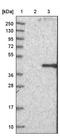 Protein boule-like antibody, NBP1-88377, Novus Biologicals, Western Blot image 