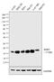 Eukaryotic Translation Initiation Factor 4E Binding Protein 1 antibody, MA5-15005, Invitrogen Antibodies, Western Blot image 