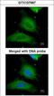 UDP-Glucose Pyrophosphorylase 2 antibody, GTX107967, GeneTex, Immunofluorescence image 