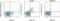 TGF beta antibody, 46-9821-82, Invitrogen Antibodies, Flow Cytometry image 