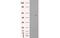 Interferon Induced Protein With Tetratricopeptide Repeats 1 antibody, MBS834609, MyBioSource, Western Blot image 