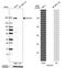 Collagen Type III Alpha 1 Chain antibody, NBP1-84007, Novus Biologicals, Western Blot image 