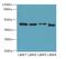DNA Damage Inducible 1 Homolog 2 antibody, LS-C399190, Lifespan Biosciences, Western Blot image 