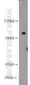 SPIN90 antibody, 11367-1-AP, Proteintech Group, Western Blot image 