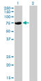 CBFA2/RUNX1 Partner Transcriptional Co-Repressor 2 antibody, LS-C133994, Lifespan Biosciences, Western Blot image 