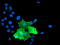 TUB Like Protein 3 antibody, LS-C173667, Lifespan Biosciences, Immunofluorescence image 