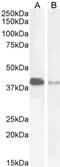 Par-6 Family Cell Polarity Regulator Alpha antibody, PA5-18233, Invitrogen Antibodies, Western Blot image 