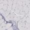 Prickle Planar Cell Polarity Protein 1 antibody, HPA001379, Atlas Antibodies, Immunohistochemistry frozen image 