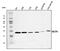 SUB1 Regulator Of Transcription antibody, A02698-1, Boster Biological Technology, Western Blot image 
