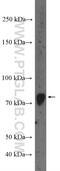 GLIS Family Zinc Finger 3 antibody, 12678-1-AP, Proteintech Group, Western Blot image 