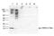 Histone Cluster 4 H4 antibody, PA5-40083, Invitrogen Antibodies, Western Blot image 