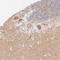 Thy-1 Cell Surface Antigen antibody, NBP1-85739, Novus Biologicals, Immunohistochemistry frozen image 