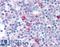 Signal Transducer And Activator Of Transcription 2 antibody, LS-B1649, Lifespan Biosciences, Immunohistochemistry frozen image 