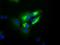 Transferrin antibody, NBP2-02264, Novus Biologicals, Immunocytochemistry image 