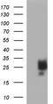 Stem cell factor antibody, TA507209, Origene, Western Blot image 
