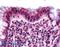 GPR120 antibody, LS-A2004, Lifespan Biosciences, Immunohistochemistry paraffin image 