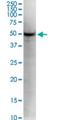 Kruppel Like Factor 5 antibody, H00000688-M01, Novus Biologicals, Western Blot image 