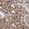 WD Repeat Domain 44 antibody, NBP1-85048, Novus Biologicals, Immunohistochemistry frozen image 
