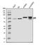 Intracisternal A Particle-Promoted Polypeptide antibody, A07236-1, Boster Biological Technology, Western Blot image 