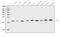 Interleukin 1 Receptor Antagonist antibody, A00651-5, Boster Biological Technology, Western Blot image 