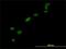High Mobility Group Box 1 antibody, H00003146-M02, Novus Biologicals, Immunocytochemistry image 