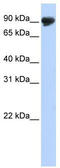 Transmembrane And Tetratricopeptide Repeat Containing 4 antibody, TA335427, Origene, Western Blot image 