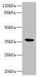 TNF Superfamily Member 9 antibody, LS-C675431, Lifespan Biosciences, Western Blot image 