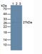 CD81 Molecule antibody, abx130846, Abbexa, Western Blot image 