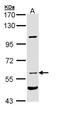 Natriuretic Peptide Receptor 3 antibody, NBP1-31365, Novus Biologicals, Western Blot image 