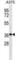 NSE1 Homolog, SMC5-SMC6 Complex Component antibody, abx030236, Abbexa, Western Blot image 