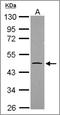 POU Class 5 Homeobox 1 antibody, AP23147PU-N, Origene, Western Blot image 
