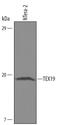 Testis-expressed sequence 19 protein antibody, AF6319, R&D Systems, Western Blot image 