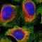 Protein Phosphatase 3 Catalytic Subunit Gamma antibody, HPA023396, Atlas Antibodies, Immunofluorescence image 